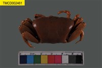 藏品(弧邊管招潮蟹)的圖片